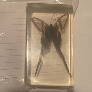 White Dragon Tail - Myanmar